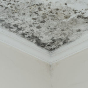 Leaky Roof Damage Mold